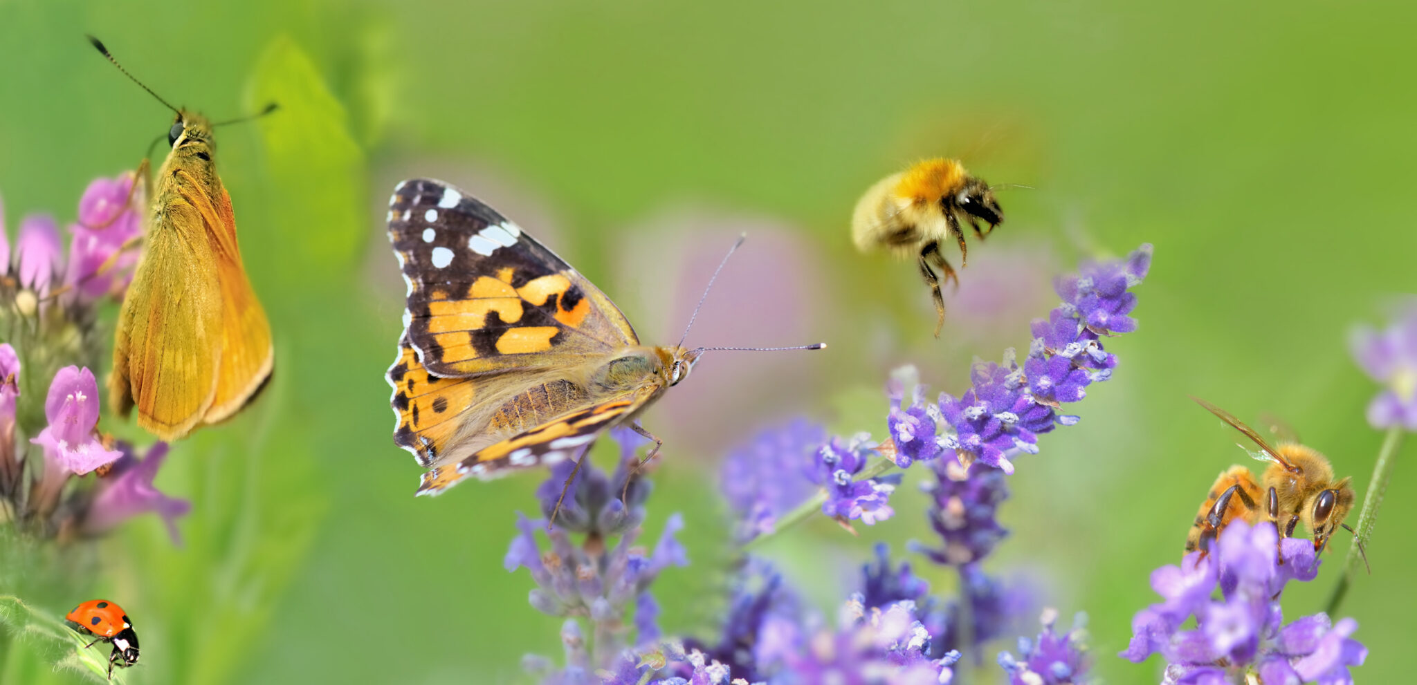 Eine Makroaufnahme von verschiedenen bestäubenden Insekten, darunter ein Marienkäfer, zwei verschiedene Schmetterlinge, eine Hummel und eine Biene, die auf lilafarbenen und grünen Pflanzen interagieren, auf einem unscharfen grünen Hintergrund.