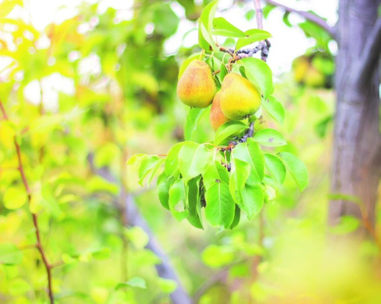 Nahaufnahme eines Obstbaumzweiges, welcher drei Birnen trägt.