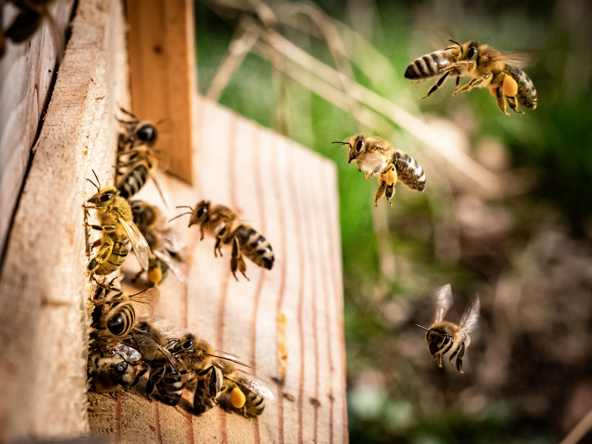 Nahaufnahme von mehreren Honigbienen, die um den hölzernen Einlass eines Bienenstocks fliegen und krabbeln, einige davon mit sichtbaren gelben Pollenhöschen.