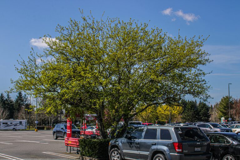 Ein großer, belaubter Baum im Vordergrund überspannt einen gut gefüllten Parkplatz vor weiteren Bäumen und blauem Himmel.