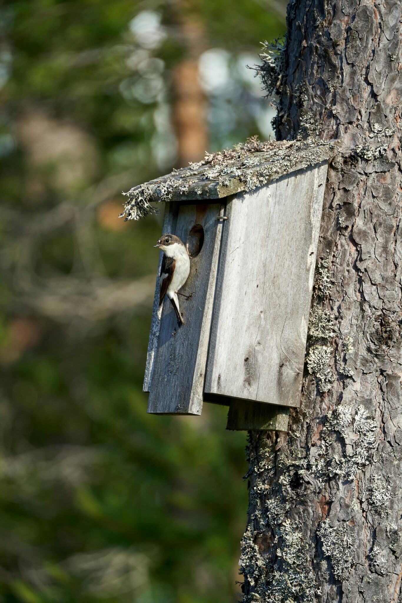 Ein Vogelhaus, das an einem Baum hängt. Ein kleiner Vogel sitzt am Eingangsloch und schaut nach hinten.
